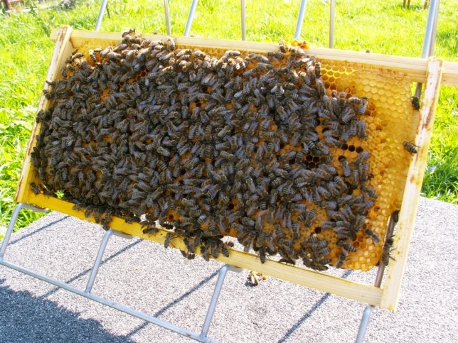 Bezwęzowa ramka zabudowana przez pszczoły