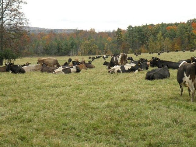 Typowy obraz pożytków w Vermont