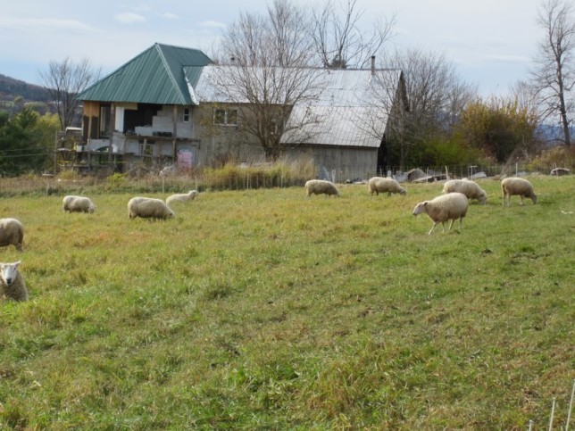 Wypas bydła i owiec stanowi podstawę upraw roślin miododajnych w Vermont