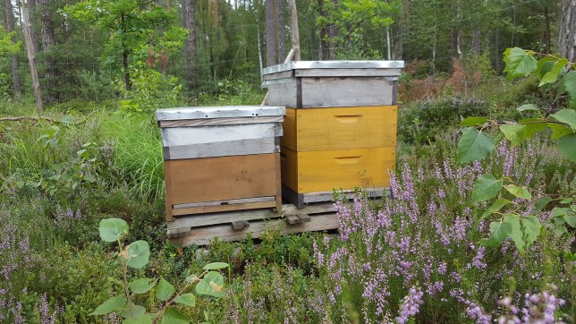 Pszczoły na wrzosie