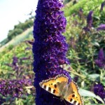 Buddleja_davidii_1