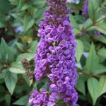 Buddleja_davidii_5