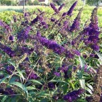 Buddleja_davidii_6