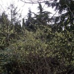 Corylopsis_16