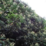 Hedera_helix_inflorescence