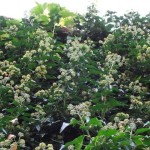 Hedera_helix_inflorescence_2