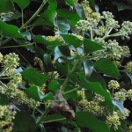 Hedera_helix_inflorescence_3