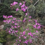 Rhododendron_dauricum_1