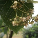 Tilia_henryana_inflorescence_3