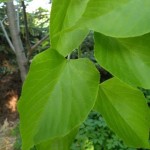 Tilia_insularis_6