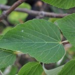 Tilia_insularis_7