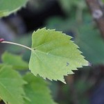 Tilia_mongolica