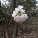 Viburnum_farreri