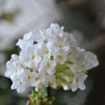 Viburnum_farreri_7