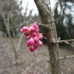 Viburnum_×_bodnantense_Charles_Lamont_1