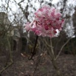 Viburnum_×_bodnantense_Charles_Lamont_3