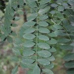 Sophora_japonica