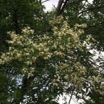 Sophora_japonica_1