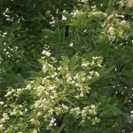 Sophora_japonica_2