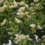 Sophora_japonica_3