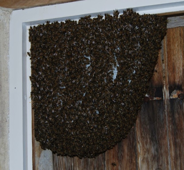 Pszczoły w ościeżnicy okna Zdjęcie ze strony: https://2.bp.blogspot.com/-0BrDAbqSeVw/U1N0UFmH3CI/AAAAAAAAB4o/d8J_Hru37wU/s1600/Bees-between-window-and-shu.jpg