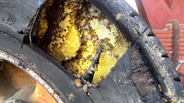 Pszczoły w oponie Zdjęcie ze strony: https://www.komando.com/wp-content/uploads/2016/06/maxresdefault-1-17-970x546.jpg